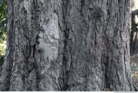 wood tree bark 0004